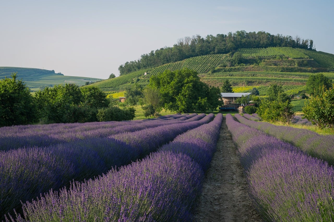 iubire cu parfum de lavanda actori