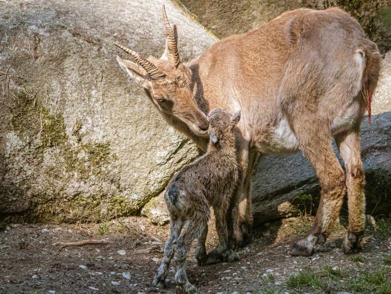 semne ca barbatul capricorn te place